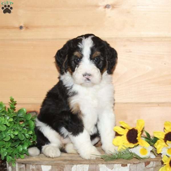 Finch – F1, Bernedoodle Puppy